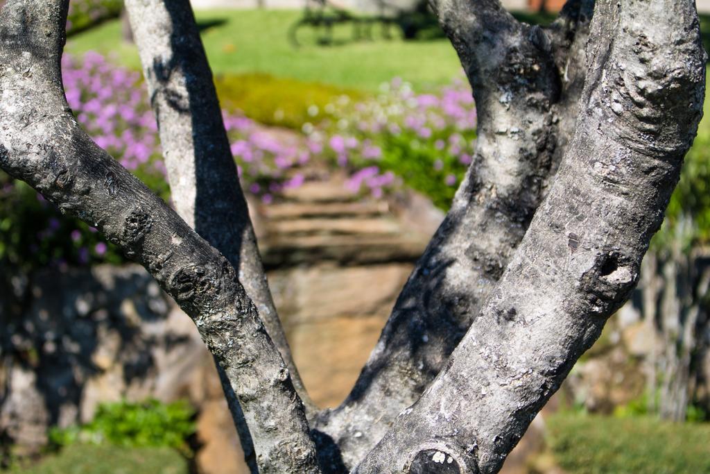 Quinta Da Eira Do Sol Villa Guimaraes Ngoại thất bức ảnh